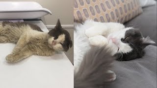 Street Cat Rescue Before and After [upl. by Jaynes]