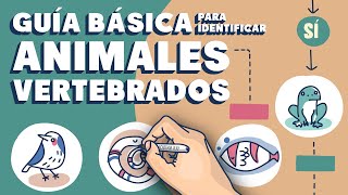 Guía básica para identificar animales vertebrados [upl. by Erasaec]