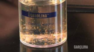 How to Care for Daphnia [upl. by Bray]