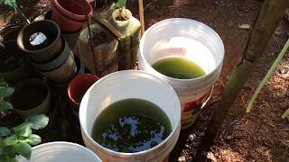 How to grow Green Water Algae [upl. by Ahsiled]