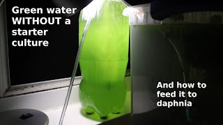 Green Water WITHOUT a Starter Culture  From Scratch  How To [upl. by Boice]