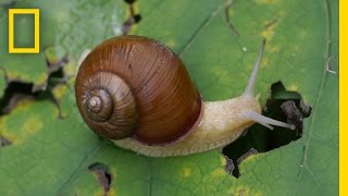 Snail Hits Predator with Its Shell  National Geographic [upl. by Yelkao14]