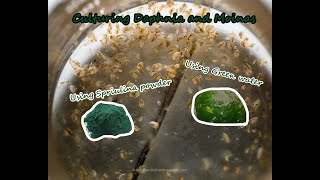 How To Culture Daphnia and Moinas using Green Water Spirulina powder [upl. by Athey]