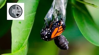 The life of Monarch Butterfly [upl. by Sheelagh695]