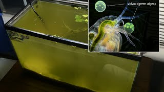 Raising Daphnia for the Freshwater Aquarium [upl. by Scherman744]