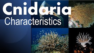 Cnidaria phylum characteristics [upl. by Aleel]