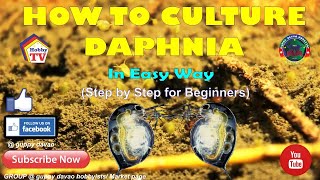 HOW TO CULTURE DAPHNIA In Easy Way [upl. by Hamfurd]